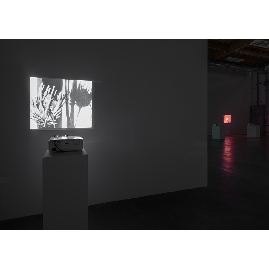 Courtesy of the artist and The Box LA. Photo Fredrik Nilsen Studio.